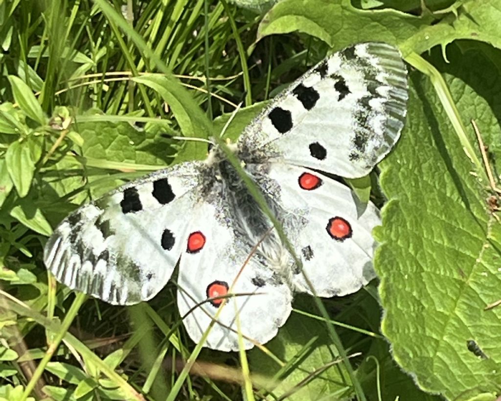 Parnassius apollo - Papilionidae